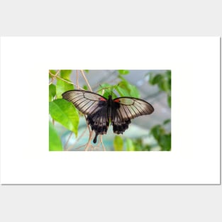 Common Mormon Butterfly - Papilio Polytes Posters and Art